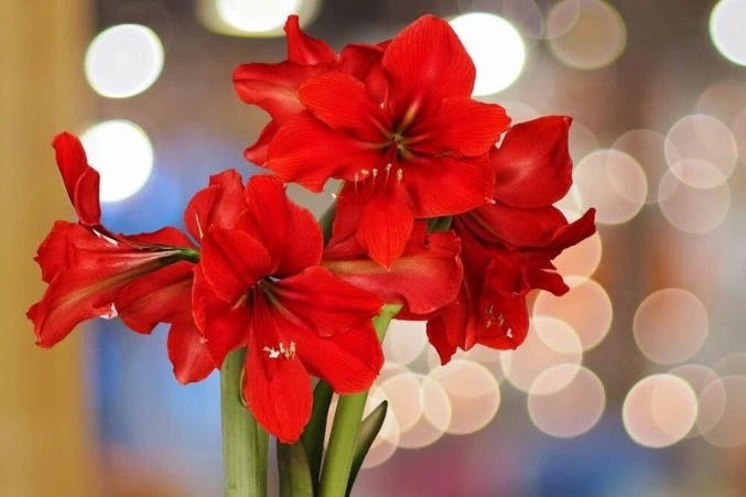 A Complete Guide to Red Flowers and Their Meanings