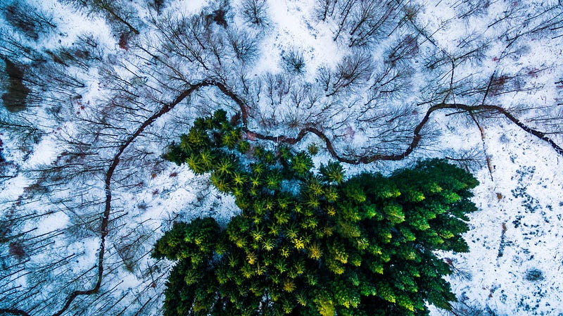 A patch of pines in the middle of the forest