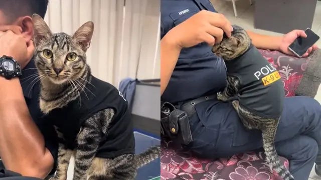 Bukan Anjing, Kucing Ini Jadi Anggota K-9 Polisi yang Malah Bikin Gemas Viral