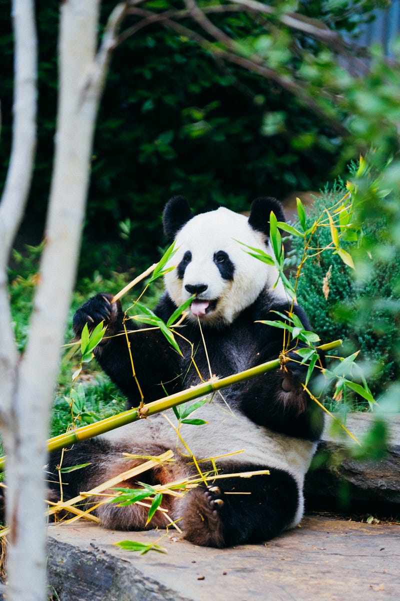 Pandas: Dealing with missing values in datasets