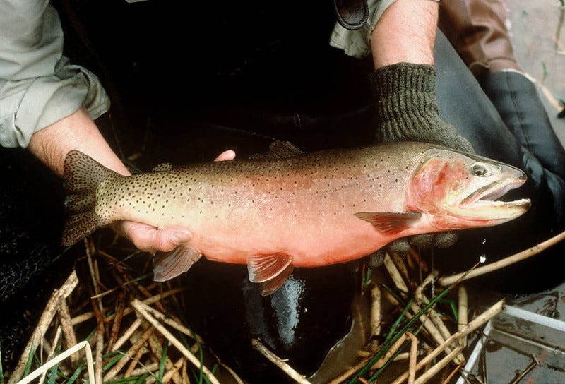 Bruce Roselund displaying a Green Cutthroat Trout