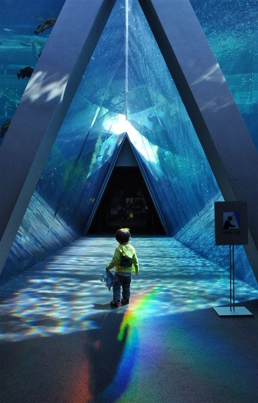 水族館ランキングtop 国内の人気スポットをトリップアドバイザーが厳選 Jptrp Com