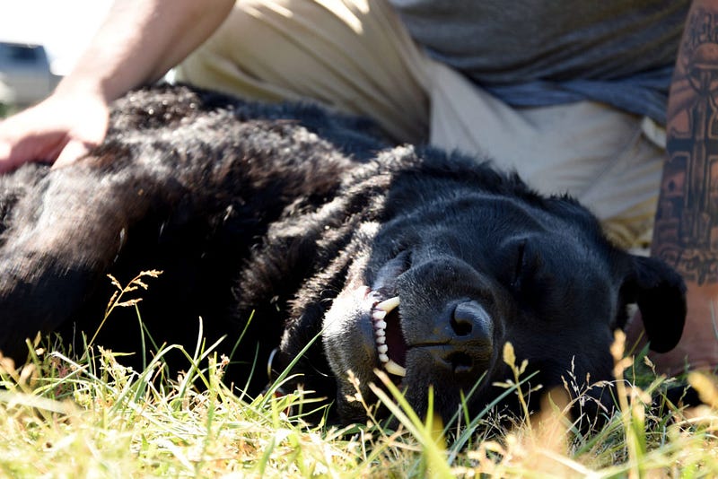 Happiness can be seen on Maverick's face as he and Heathers play.