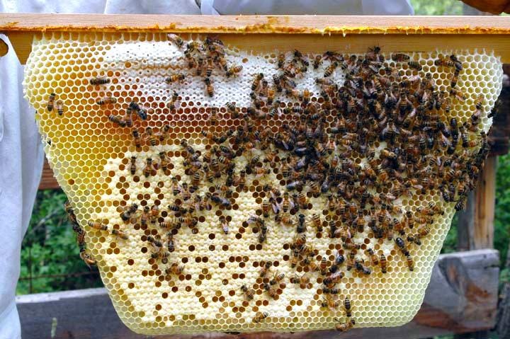 The Economic Impact Of Bees And The Role Of Deceit