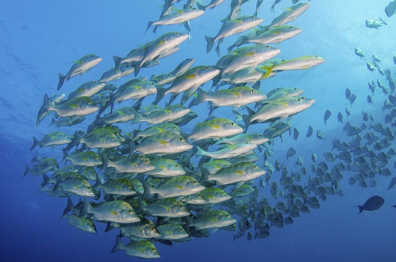 fish swimming