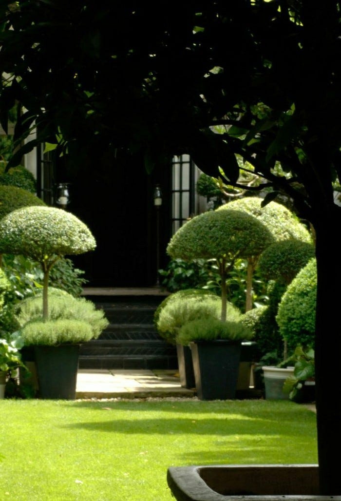 moderne-gartengestaltung-geformte-pflanzen