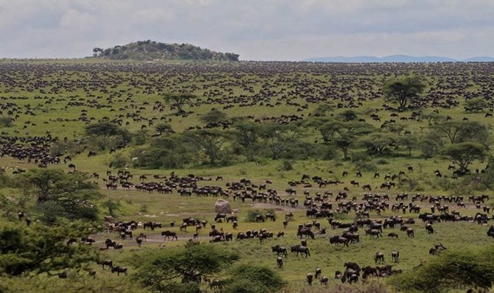 Resultado de imagem para migração dos gnus