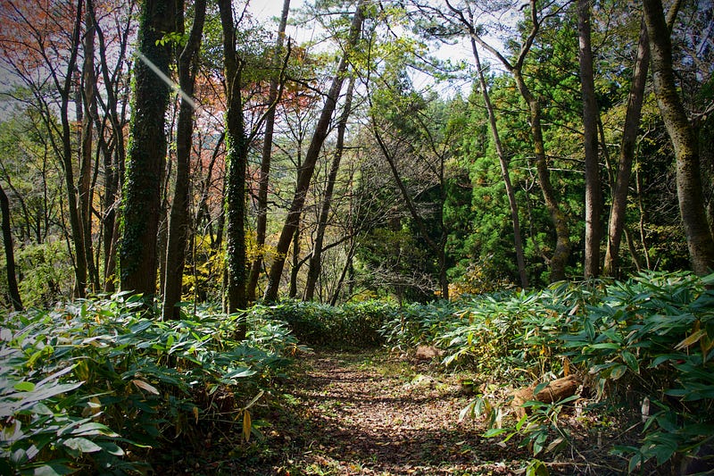 The wide paths of Mount Taizo surrounded in a canopy of green trees and a sprinkling of deciduous trees changing to bright reds and yellows in the middle of autumn