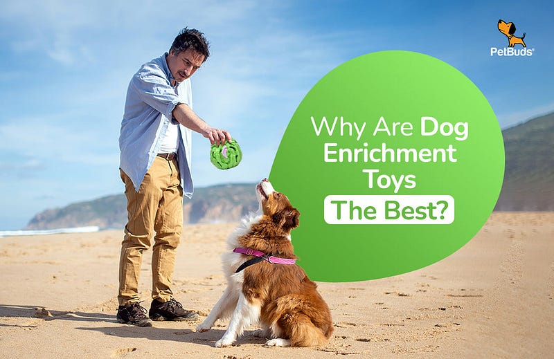 Why Are Dog Enrichment Toys the Best? Importance and Tips
