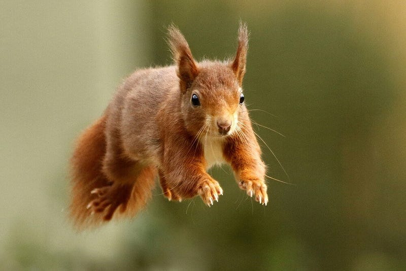 20 Cute & Fun Facts About Squirrels! - The Fact Site