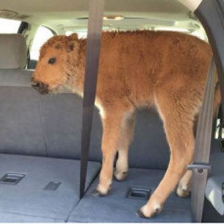 Canadian ordered to ‘not pick up any more bison’ after Yellowstone incident