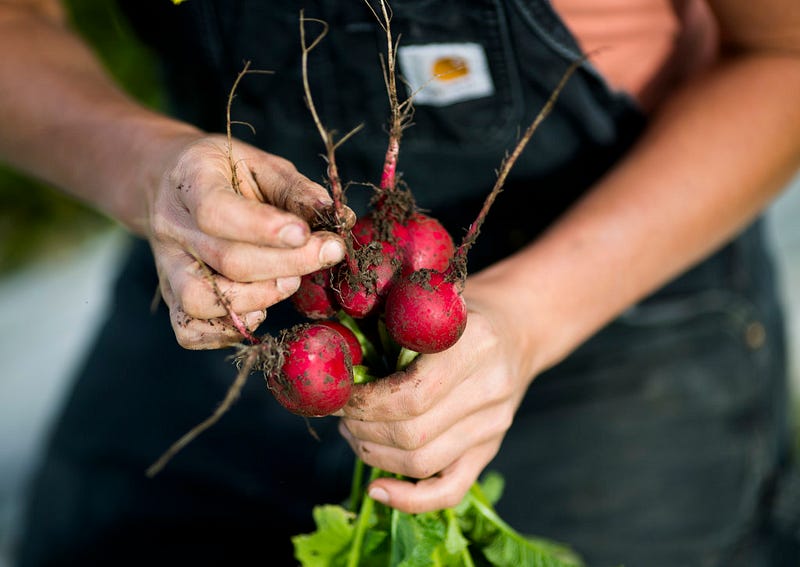 Roslyn McNicholl, operator of Rabbit Fields Farm, harvests radishes in the fields of her farm located in Mount Vernon.