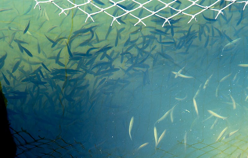 Skookum Creek Hatchery coho salmon swarm the gate where fresh water is being pumped into ponds containing about a half million fish.