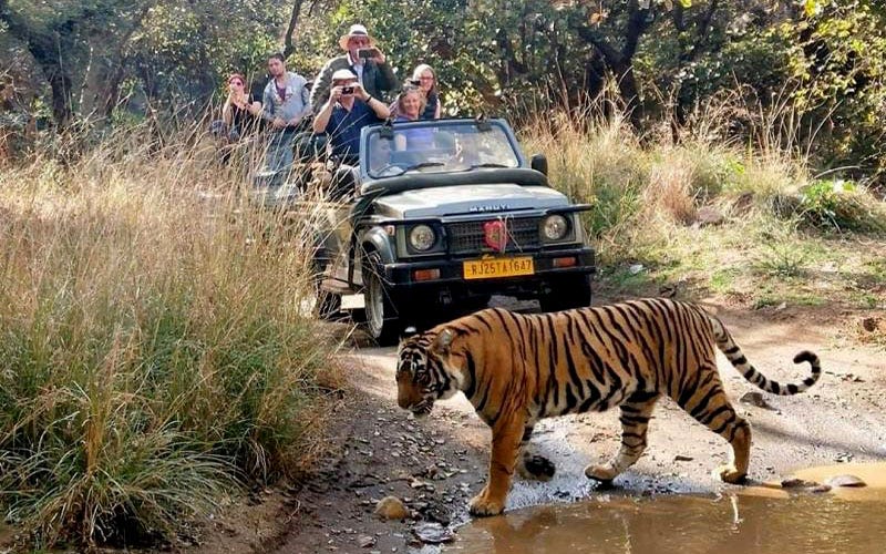 What Makes A Ranthambore Safari Tour So Special?