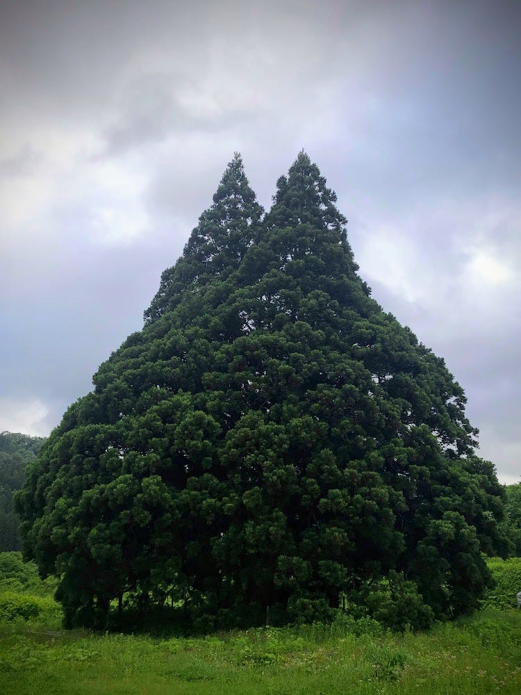 Two cedar trees with a shape like the anime Totoro in Sakegawa, Yamagata Prefecture.