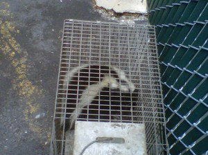 Flint Wildlife Removal