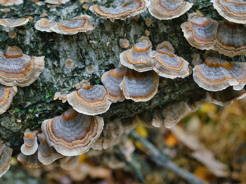 Turkey Tail mushrooms - Trametes Versicolor. by Thomas Ott on 500px.com