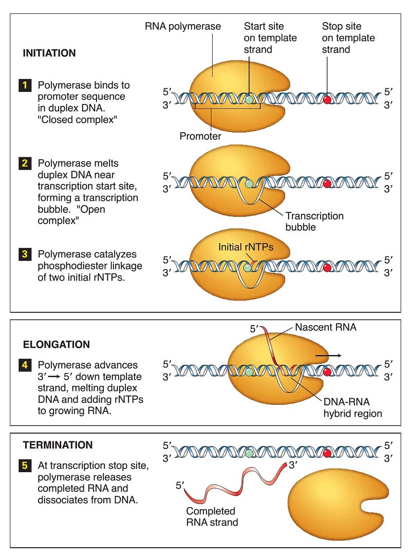 transcription process in prokaryotes