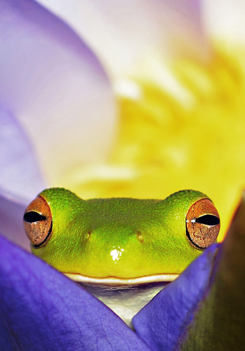 eat the frog to get the most out of your day in a high performance way