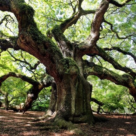 Taking care of a grand old lady, the Angel Oak