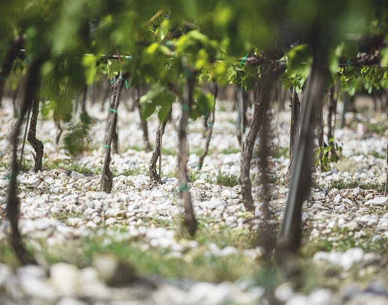 Small white stones in Tignanello vineyard.