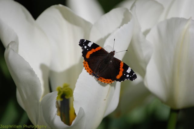 Butteryfly on White Flower
