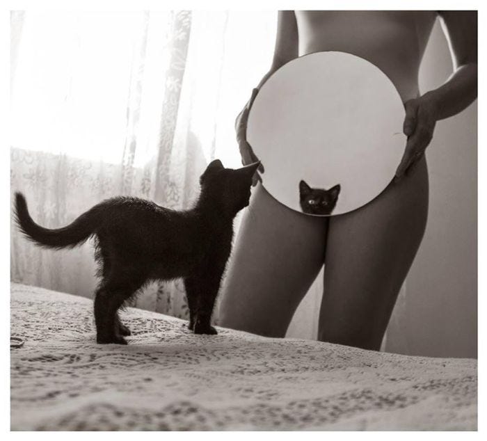 National-Cat-Day