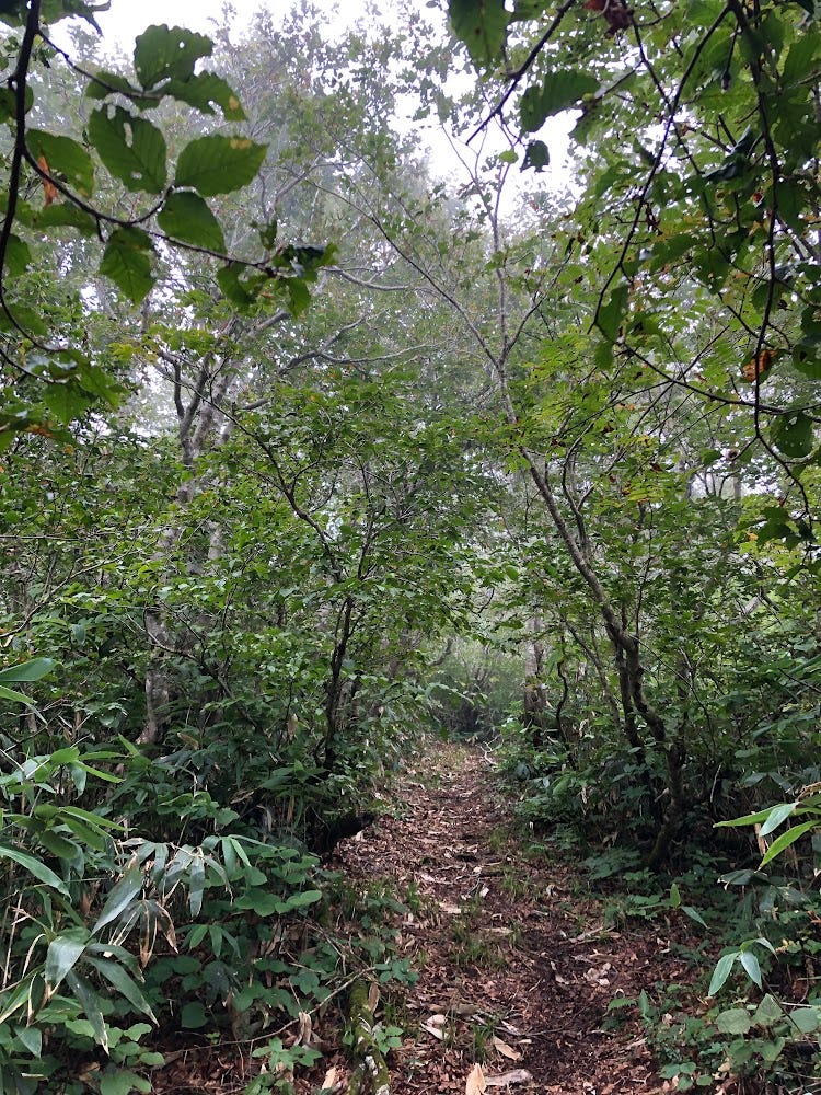 The beech forests of Okina-san