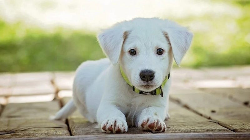 Pet clinic New Orleans LA