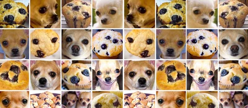 Matriz alternando fotos de chihuahuas e de muffins — os dois muito parecidos.