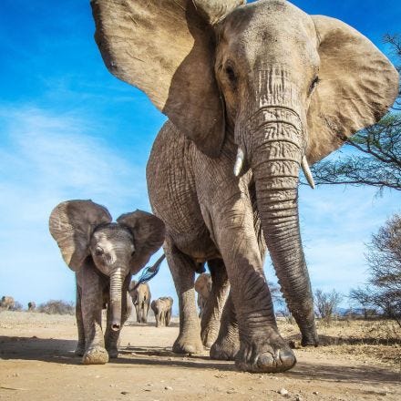 Poaching Leaves Elephant Daughters in Charge