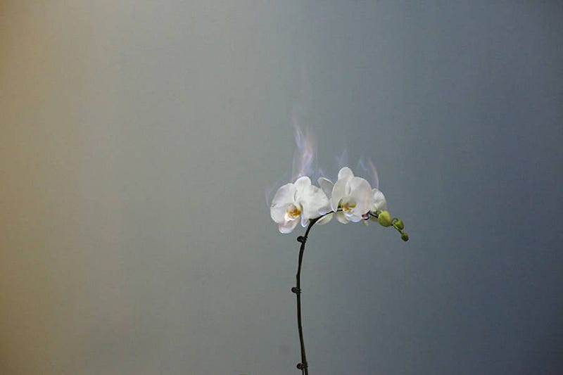 fireflowers-4-900x600