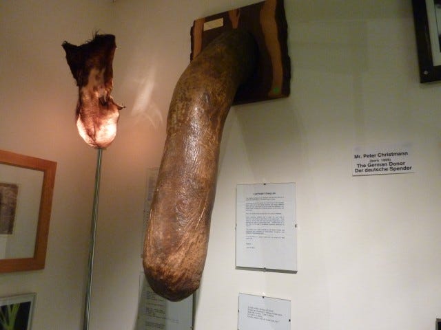 A Natural History Of The Penis A Visit To Icelands -1362