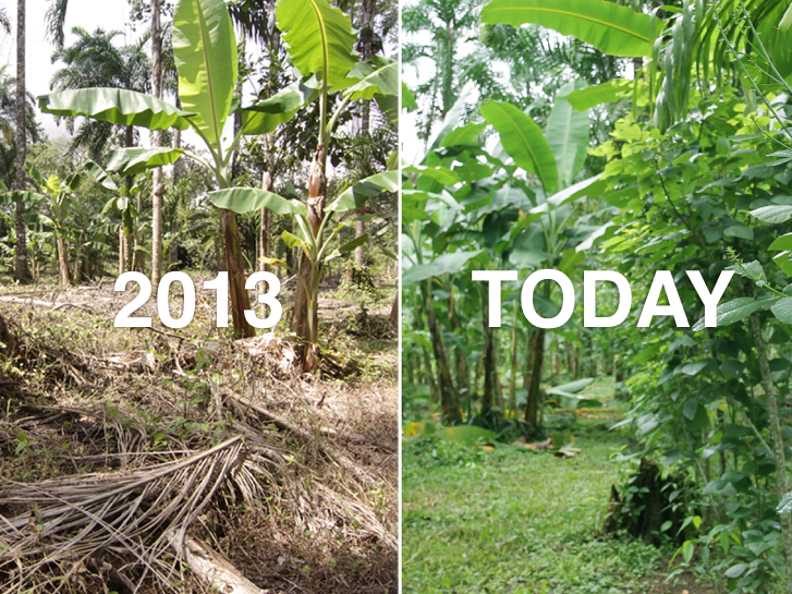 Regenerative techniques have transformed previously degraded farmland into a thriving jungle of happy dirt and happy plants