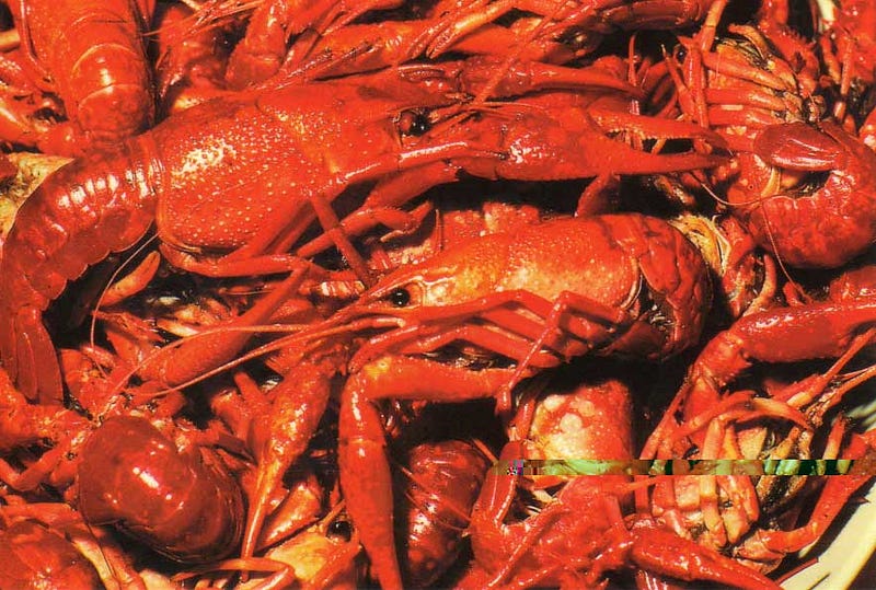 crawfish