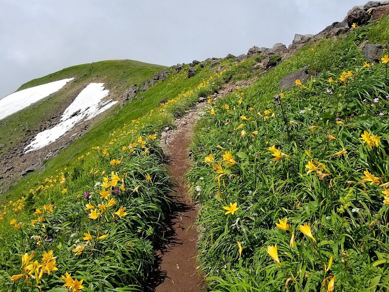 A thin dirt trail to Mt. Shogadake from Mt. Chokai crater lake with dawn lilies either side and remaining snow in the distance