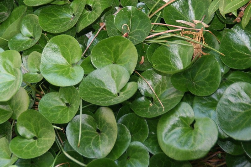 A cluster of European wild ginger.