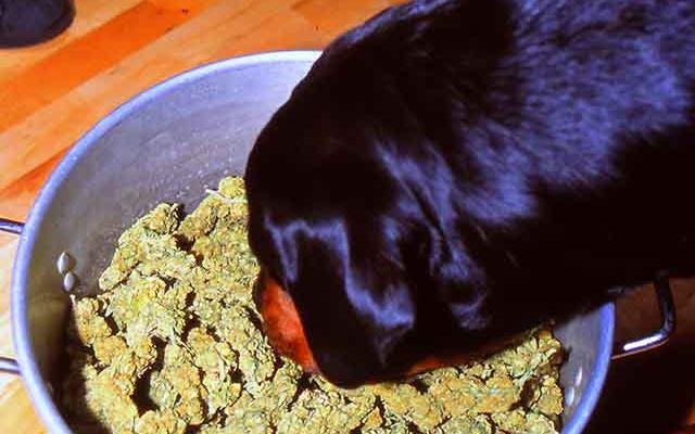 Good to know, What To Do If Your Pet Eats Your Stash.