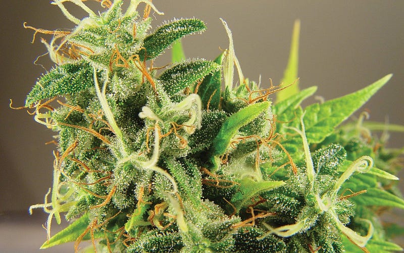 Ever Wondered?Which Weed Is The Smelliest? Indica or Sativa? Here's Your Chance to Find Out.