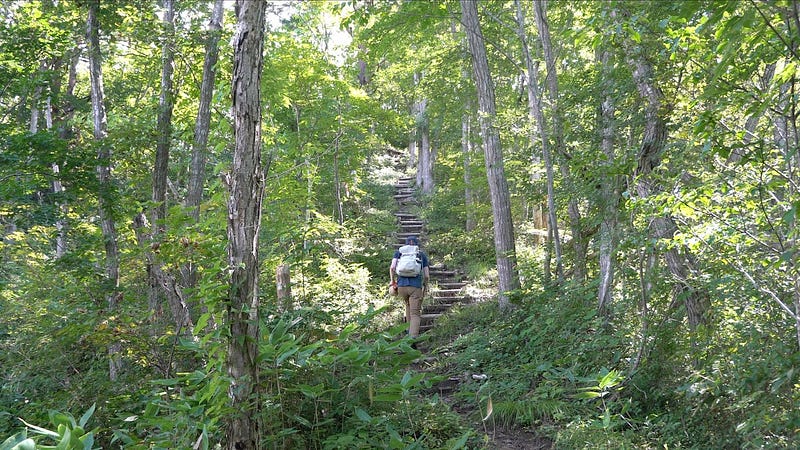 The stairway in the middle of the bright green forests of Tengu-yama where Tim Bunting AKA Kiwi Yamabushi’s camera fell over.