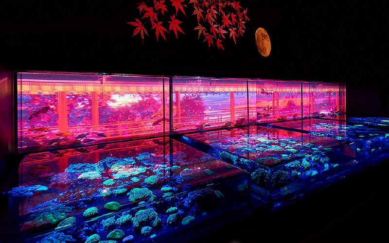Tokyoites dine by an aquirium full of fish