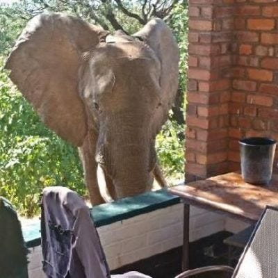 “Ben” the elephant seeks help from safari lodge after being shot by poachers