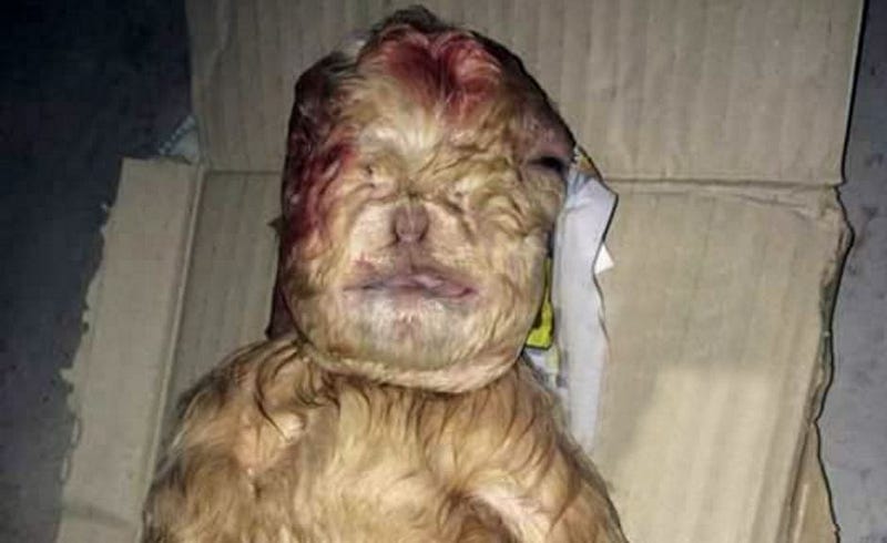 goat-human-face-born-village