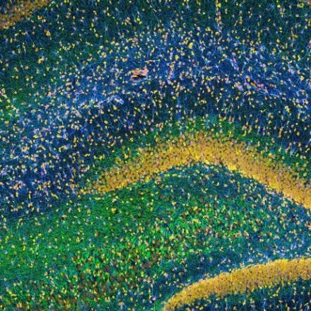 It takes more than one type of neuron to form a memory