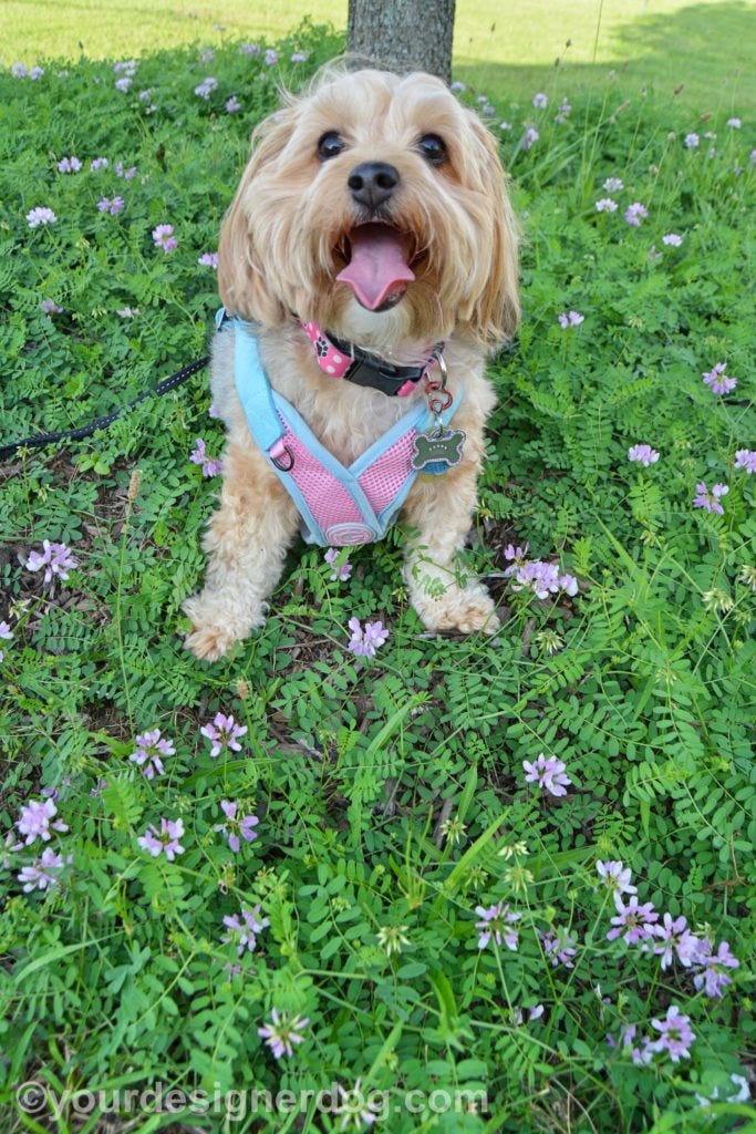 dogs, designer dogs, Yorkipoo, yorkie poo, tongue out, weeds, wildflowers 