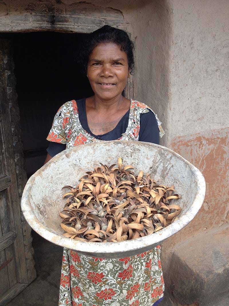 A Santhal woman from Jharkhand, India, displays the seeds of the sarjom tree.