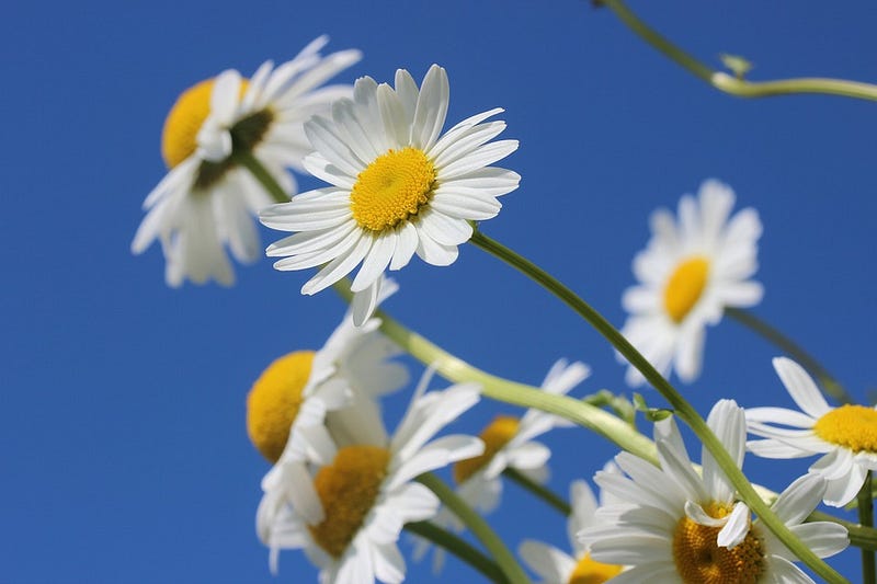 flowers