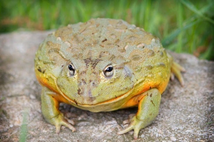 20 Crazy Facts About Goliath Frogs — The World’s Largest Frog - The ...