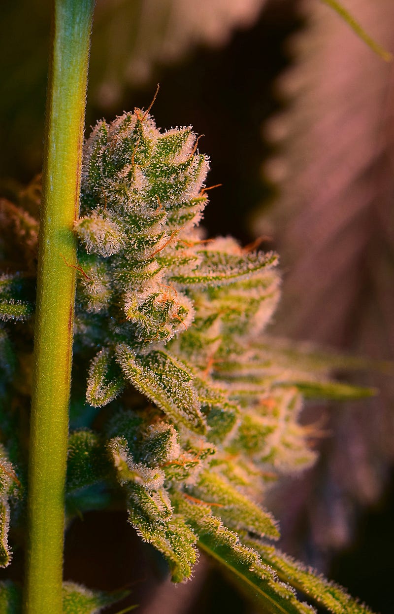 gorillaglue4_dope_october_0976