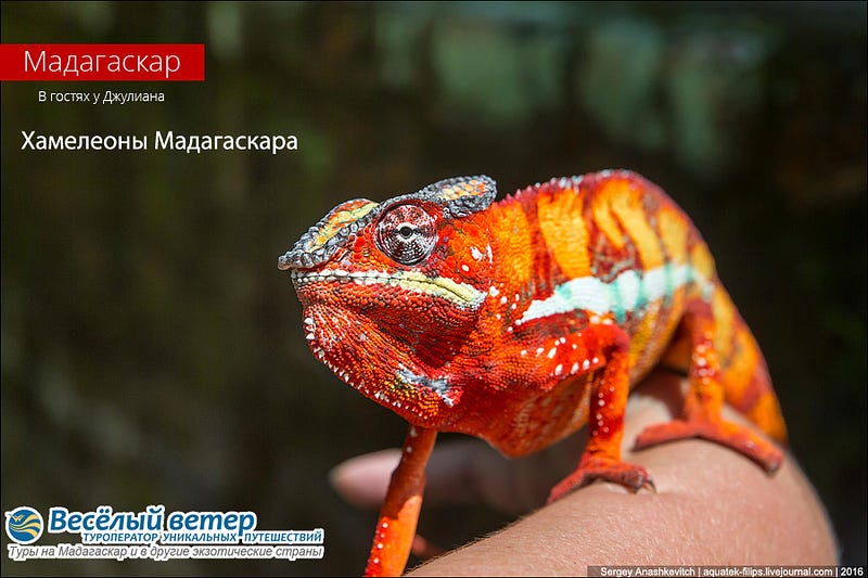Хамелеоны Мадагаскара